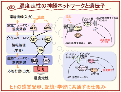 温度走性の神経ネットワークと遺伝子