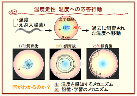温度走性行動